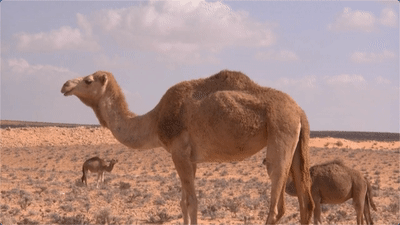 camellos en el desierto